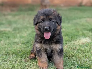 Pastor Alemán perros CAMADA DE PASTOR ALEMÁN - Anuncio 4
