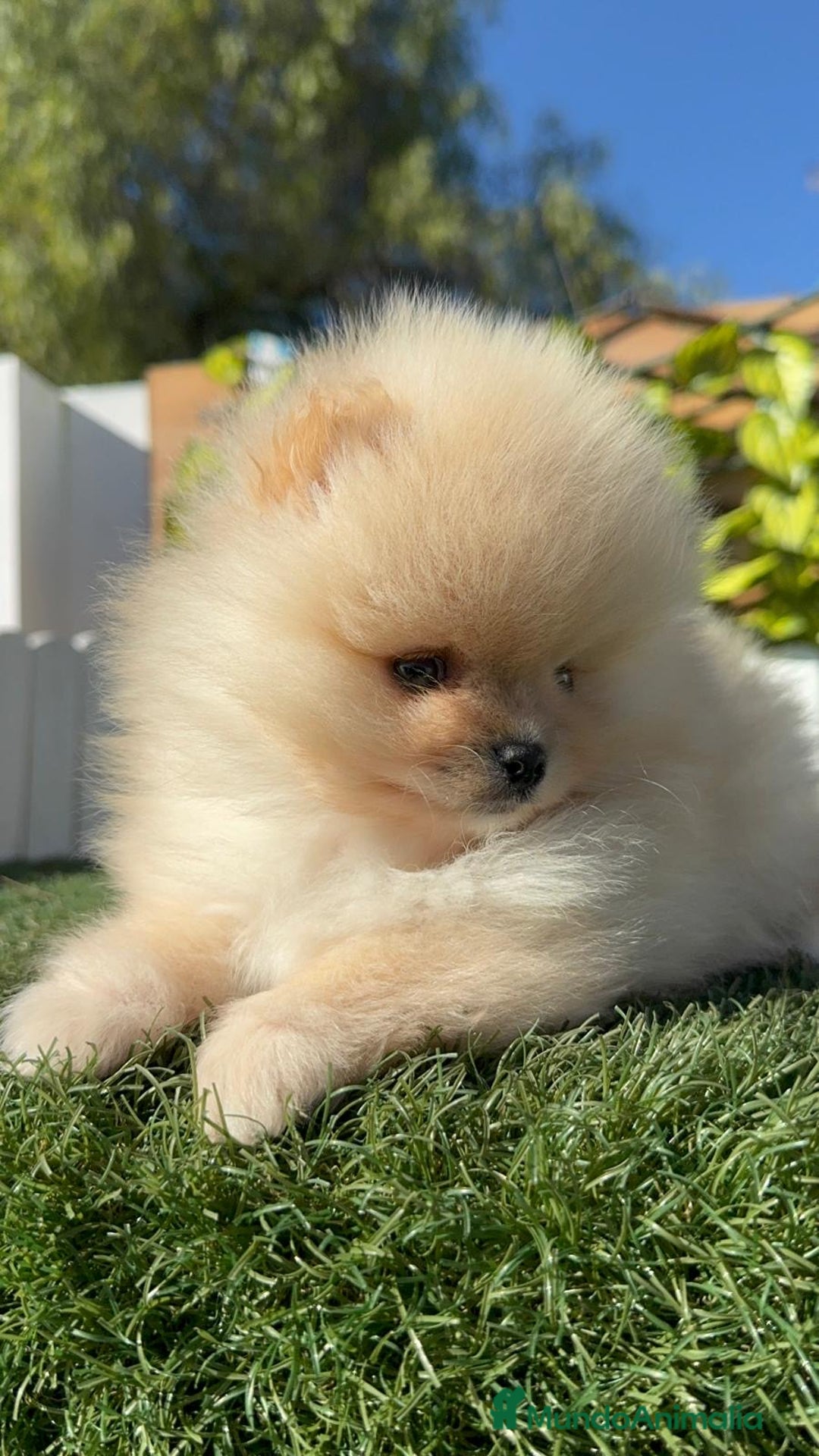 Pomerania perros en venta: POMERANIA CARA DE OSITO - Anuncio 8