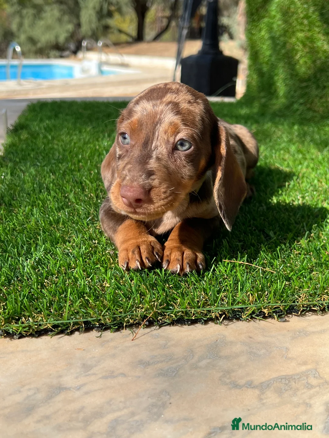 Teckel Miniatura perros en venta: Teckel MADRID !!  en Ciudad Real - Anuncio 3