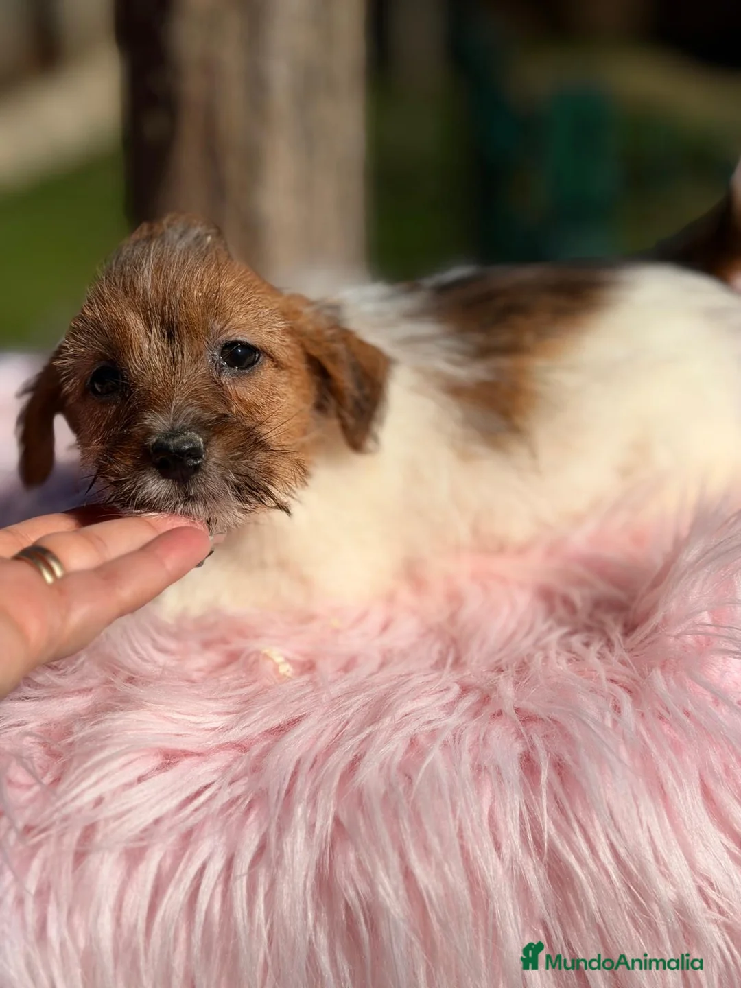 Jack Russell Terrier perros en venta: ÚLTIMA HEMBRA JACK RUSSEL BROKEN - Anuncio 3