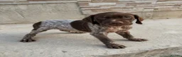 Braco Alemán de Pelo Corto perros en venta: Impresionantes Braco alemán  - Anuncio 16