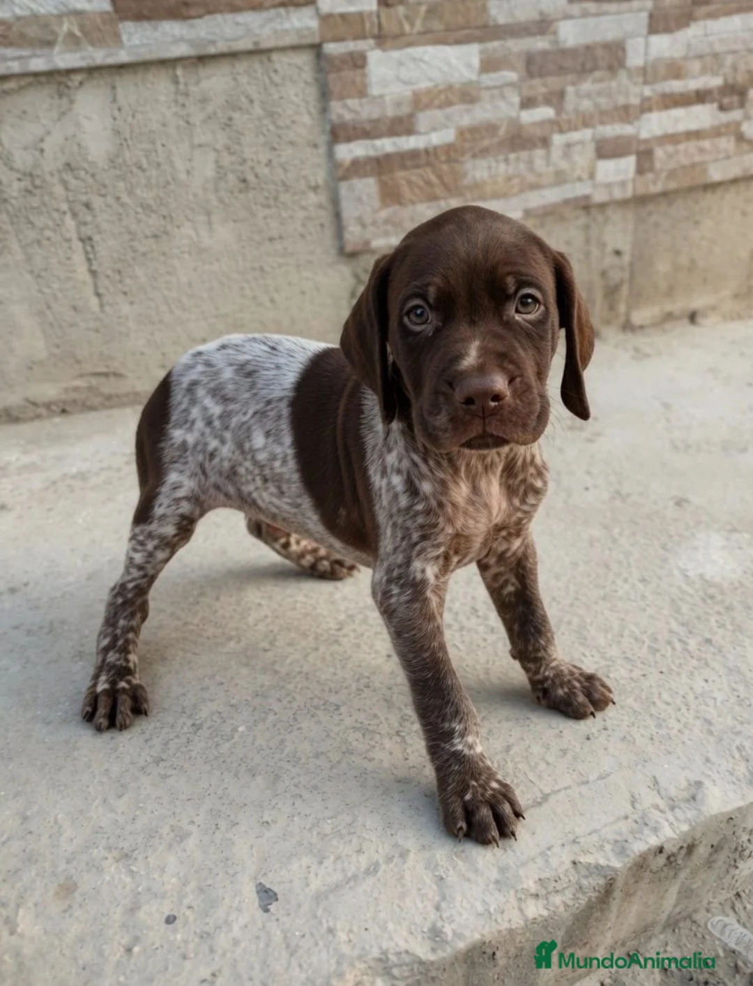 Braco Alemán de Pelo Corto perros en venta: Impresionantes Braco alemán  - Anuncio 16