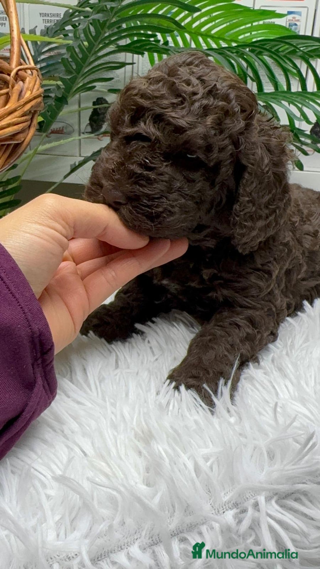 Perro de Agua Español perros en venta: PERRO DE AGUA MACHO - Anuncio 8