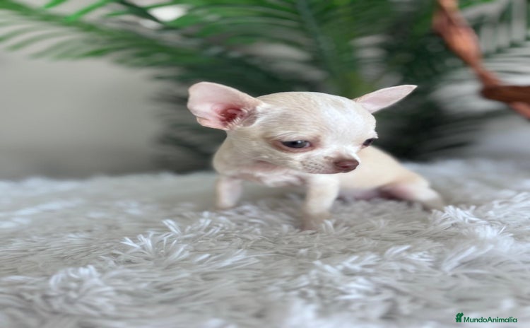 Chihuahua perros - Anuncio 3