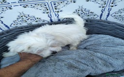 Bichón Maltés perros en venta: Bichón maltés 3 machitos  - Imagen 9