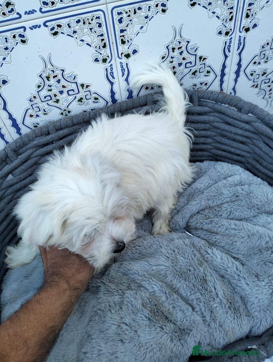 Bichón Maltés perros en venta: Bichón maltés 3 machitos  - Imagen 9