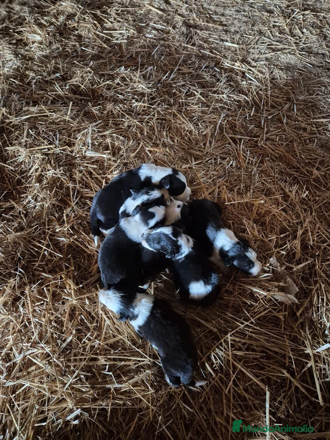 Border Collie perros en adopcion: Preciosos border collie - Anuncio 3