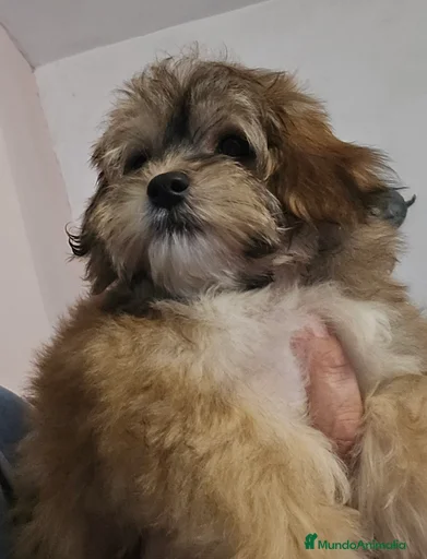 Imagen de galería {{count}}