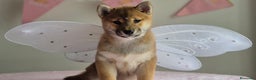 Shiba Inu perros en venta: Shiba inu hembra - Anuncio 4