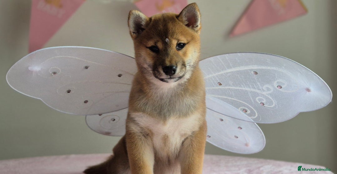 Shiba Inu perros en venta: Shiba inu hembra - Anuncio 4