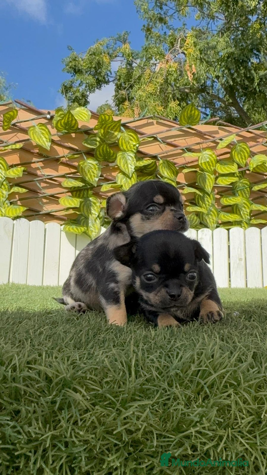 Chihuahua perros en venta: CHIHUAHUA-OJOS AZULES - Imagen 22