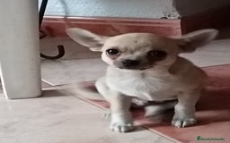 Chihuahua perros en venta: Chihuahua macho  - Imagen 3
