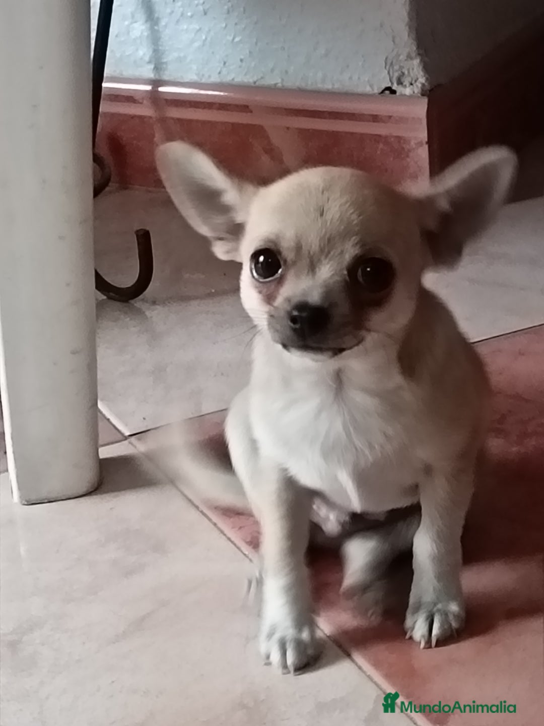 Chihuahua perros en venta: Chihuahua macho  - Imagen 3