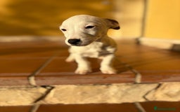 Jack Russell Terrier perros en venta: Cachorros de Jack russell  - Anuncio 31