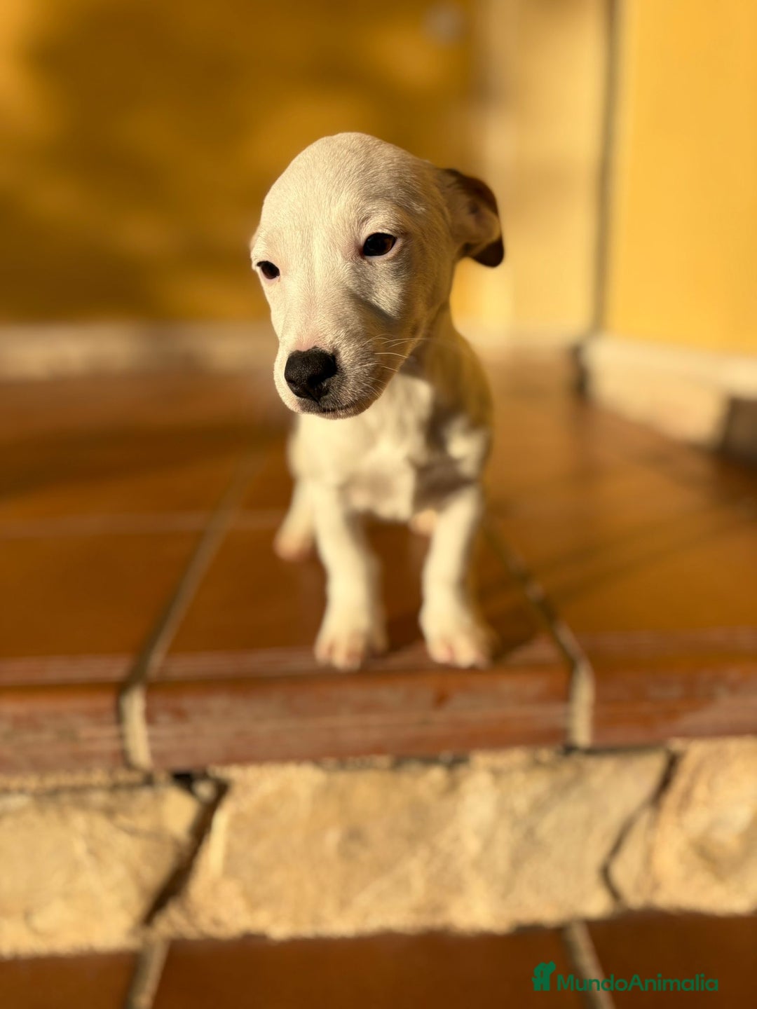Jack Russell Terrier perros en venta: Cachorros de Jack russell  - Anuncio 31
