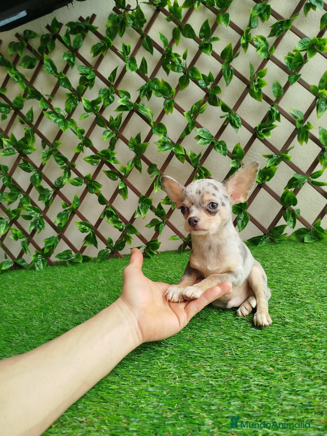 Chihuahua perros en venta: Chihuahua Toy  - Anuncio 4