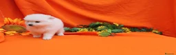 Pomerania perros en venta: PRECIOSO CACHORITO DE POMERANIA TOY  - Anuncio 27