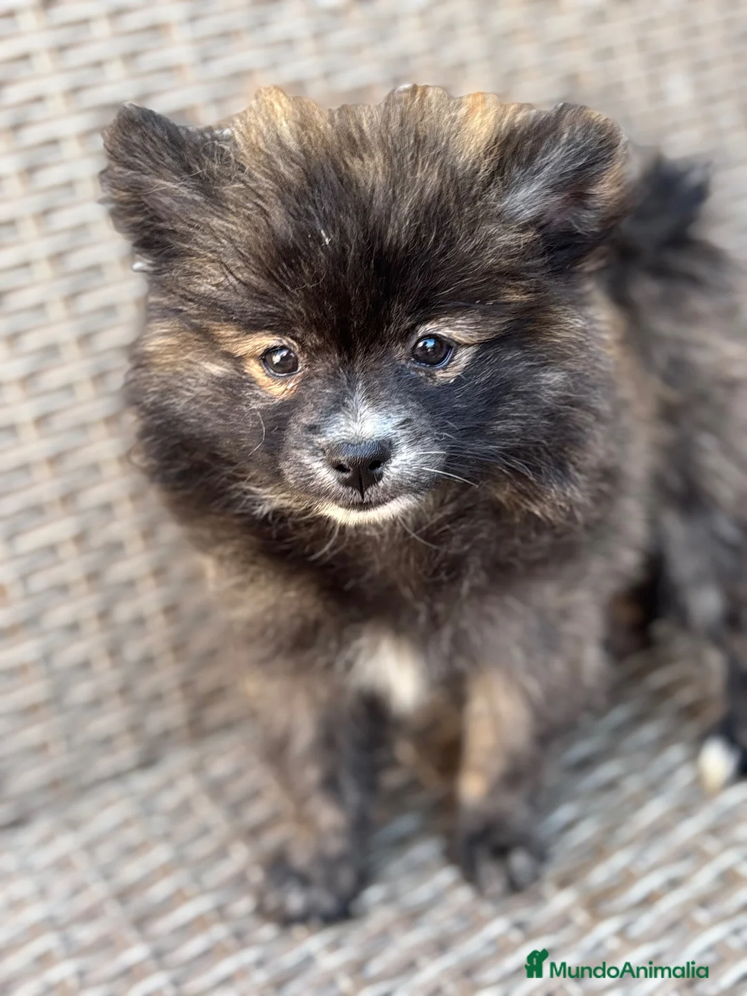 Pomerania perros en venta: Macho pomerania - Anuncio 2
