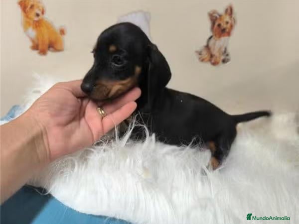 Teckel Miniatura perros Teckel Kaninchen - Anuncio 2