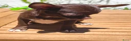Chihuahua perros en venta: Chihuahua chocolate  - Anuncio 6