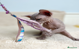 Sphynx gatos en venta: Sphynx - Imagen 9