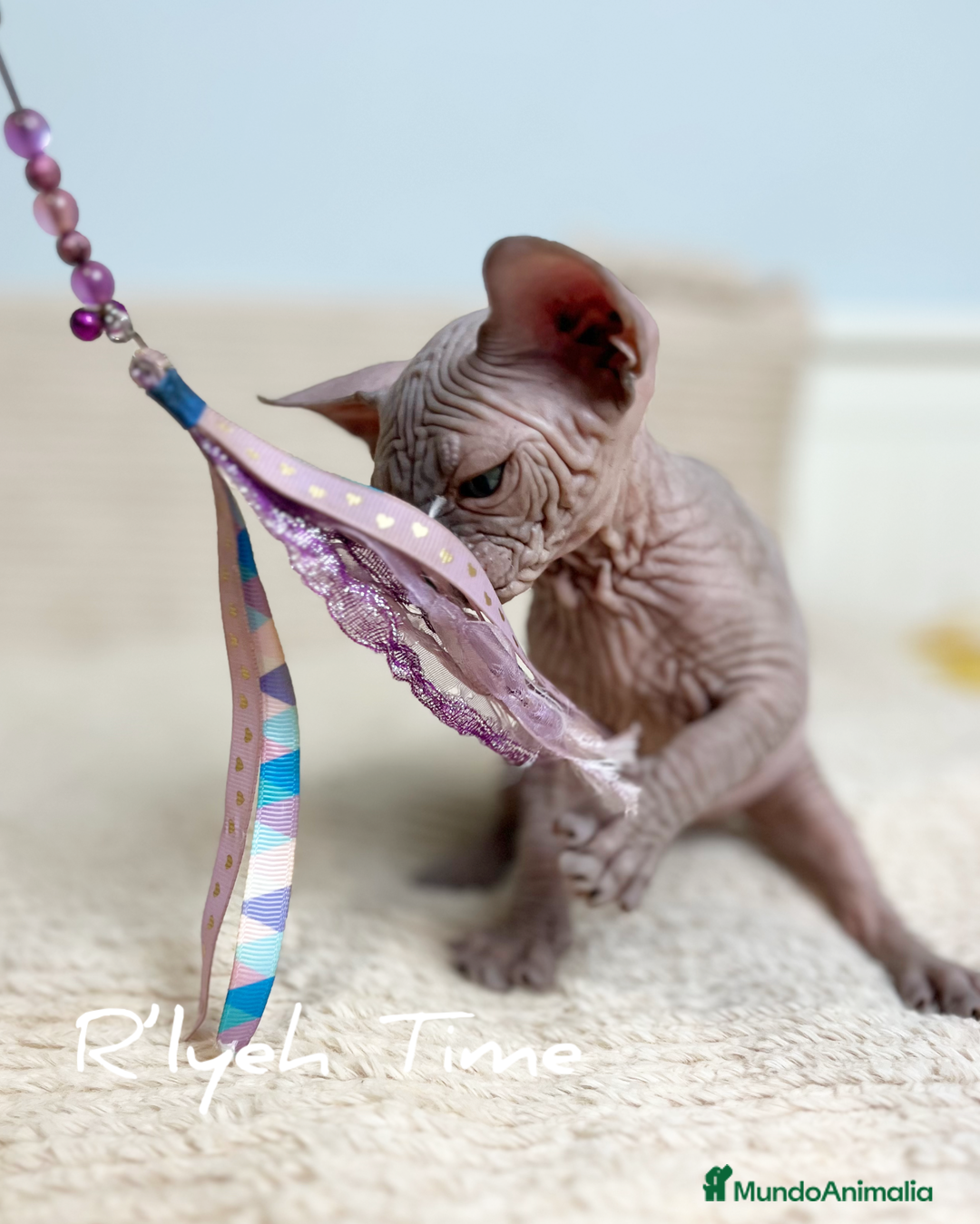 Sphynx gatos en venta: Sphynx - Imagen 9