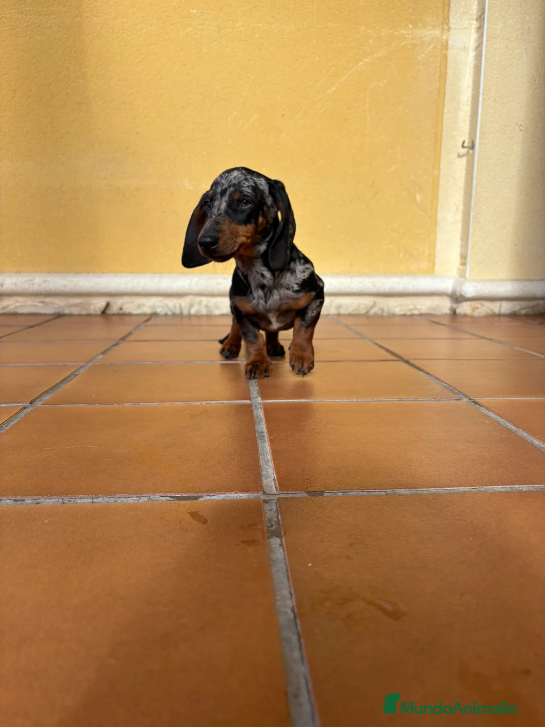 Teckel Miniatura perros en venta: Teckel miniatura macho arlequín Merle plata  - Anuncio 12