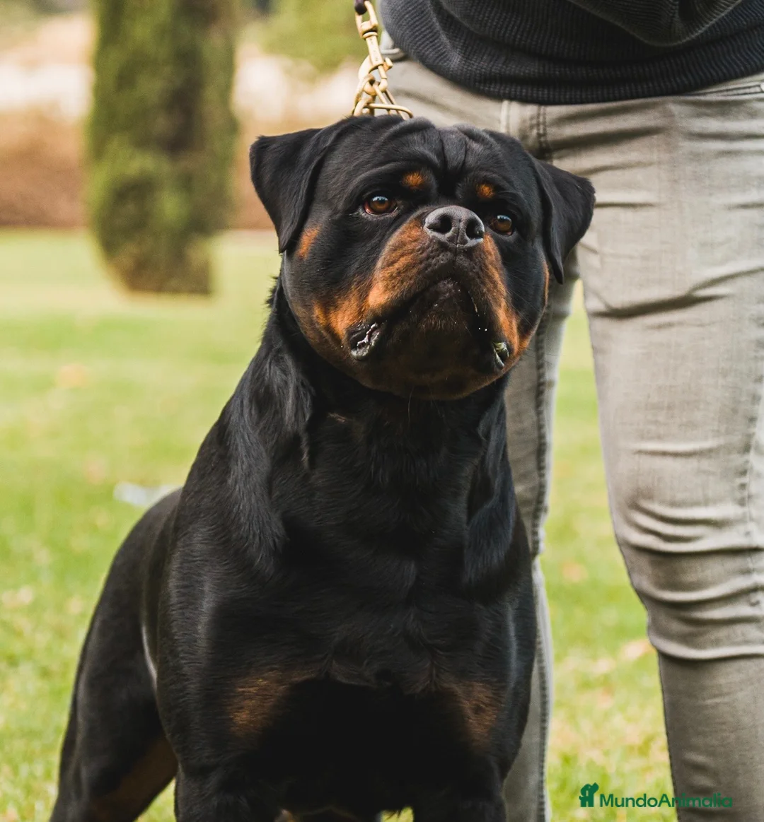 Rottweiler perros en venta: Cachorros de Rottweiler con pedigree  - Anuncio 2
