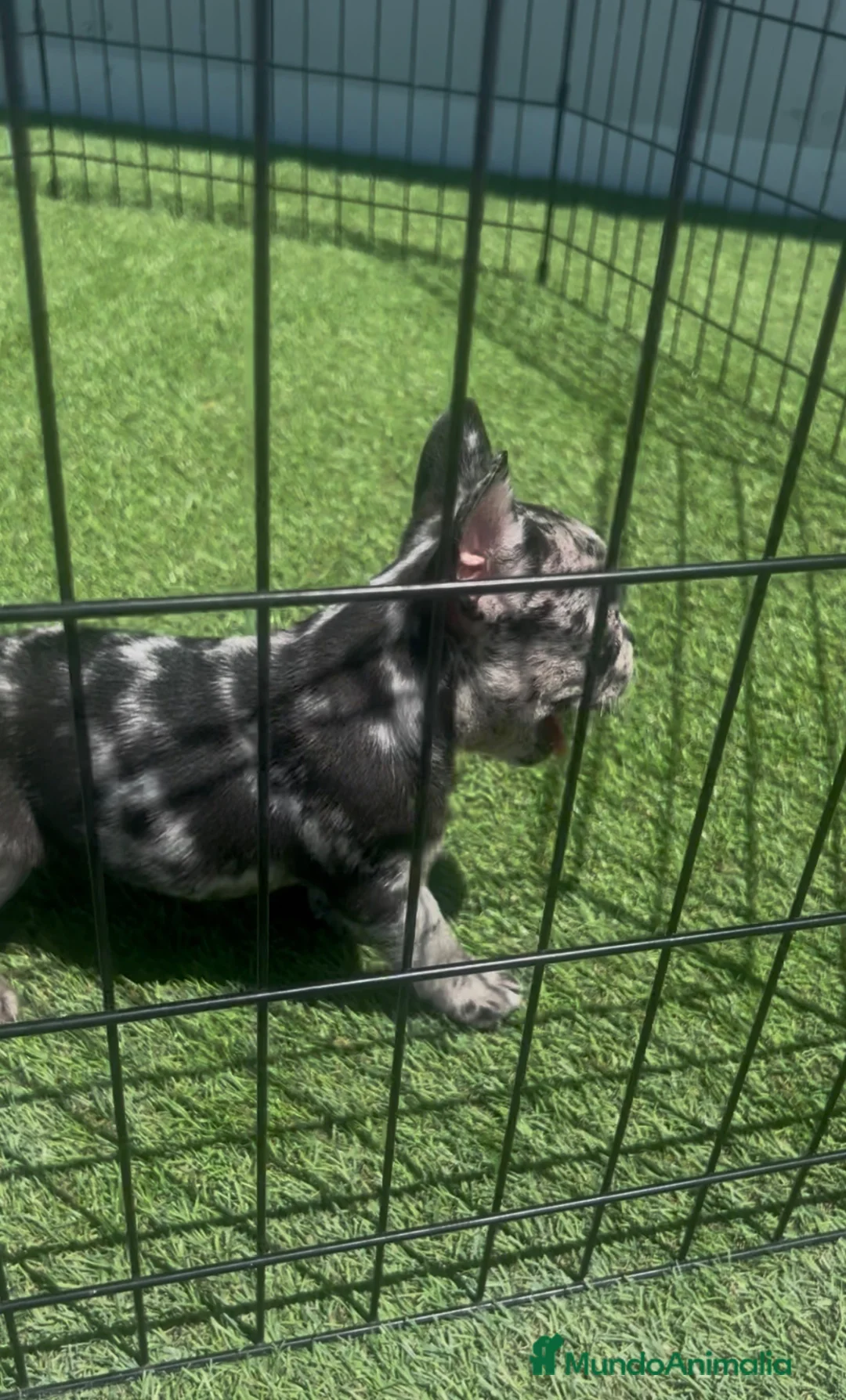 Bulldog Francés perros en venta: CACHORRO DE BULLDOG FRANCÉS MERLE  - Anuncio 2
