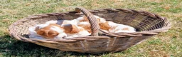 Épagneul Breton perros en venta: BRETON - Anuncio 7