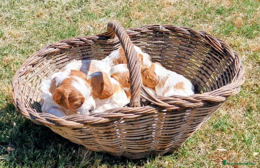 Épagneul Breton perros en venta: BRETON - Anuncio 7