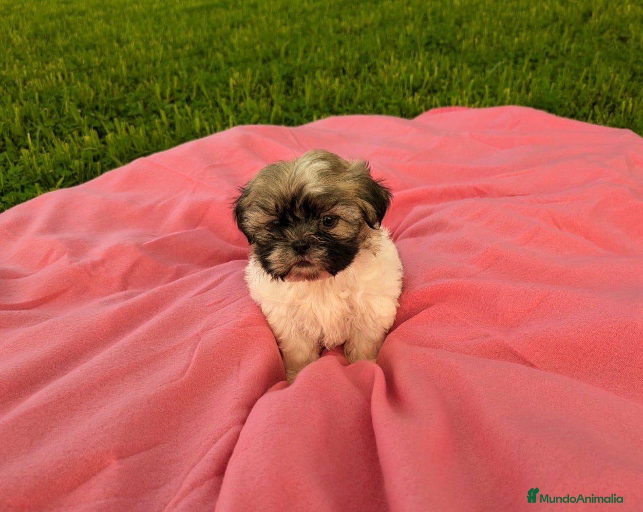 Shih Tzu perros Shih tzu - Anuncio 2