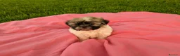 Shih Tzu perros en venta: Shih tzu - Anuncio 2