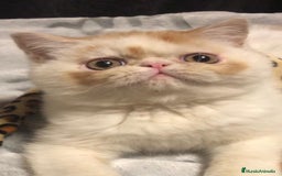 Persa gatos en venta: Persas himalayos y exoticos - Imagen 7