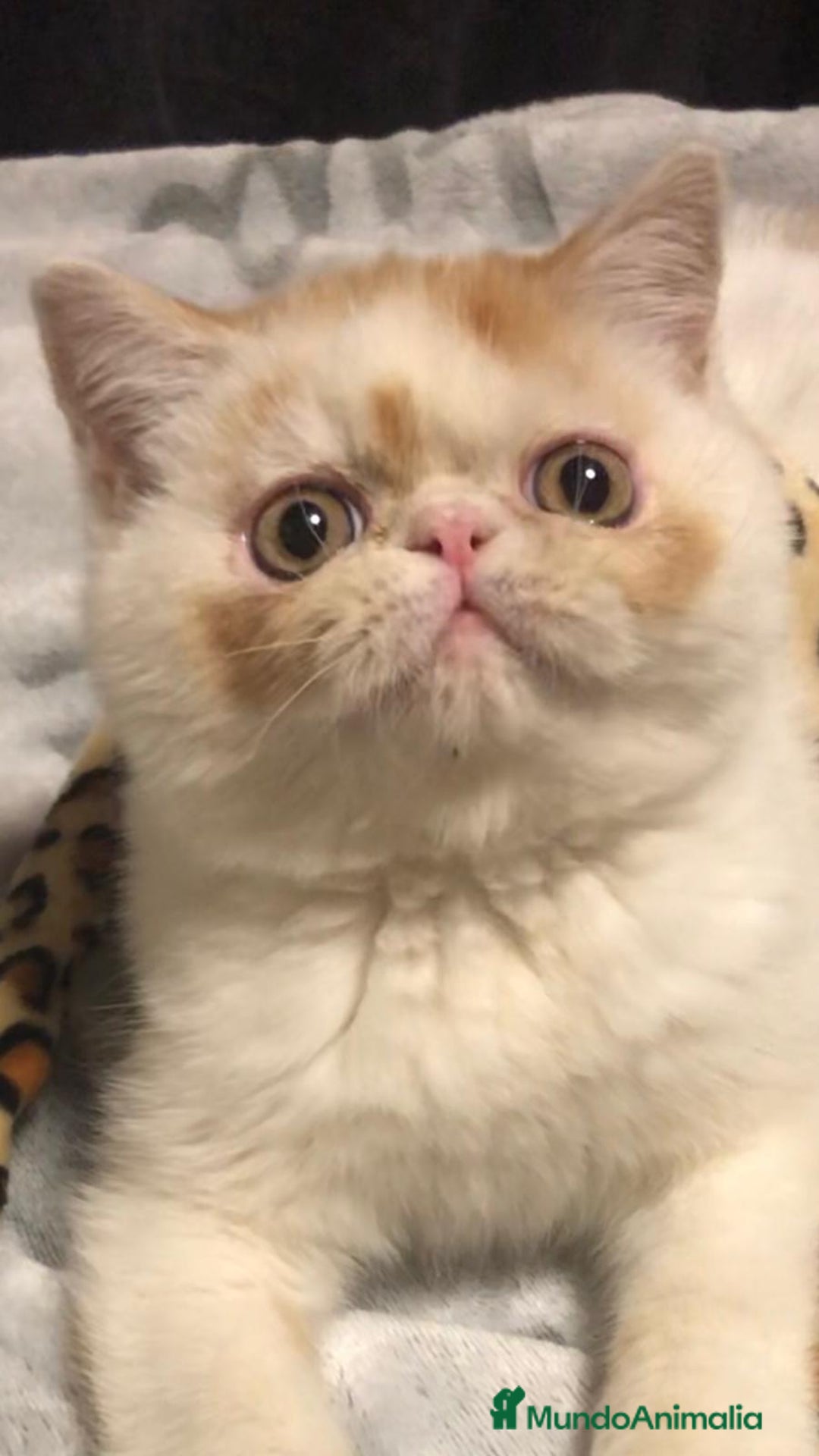 Persa gatos en venta: Persas himalayos y exoticos - Imagen 7