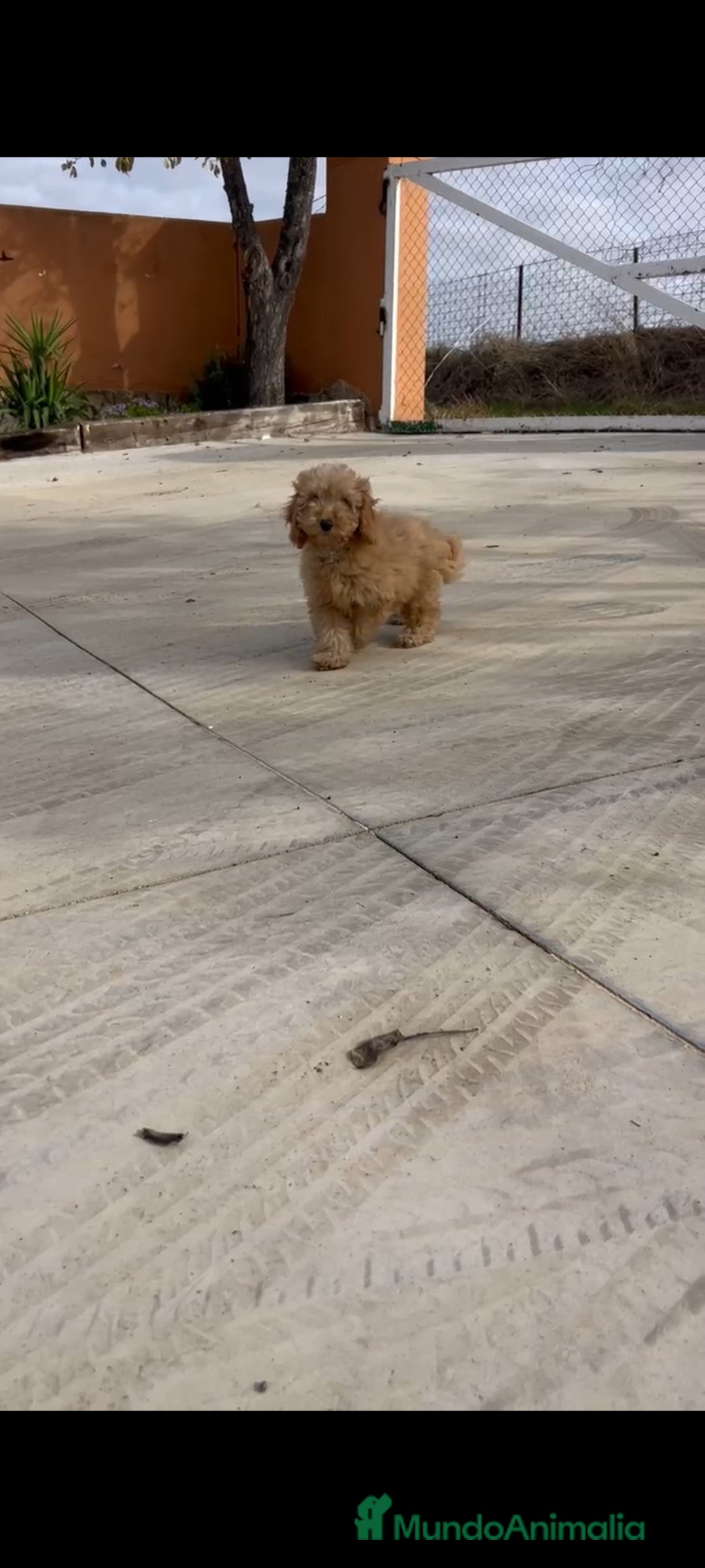 Caniche Enano perros en venta: Caniches enanos - Anuncio 6