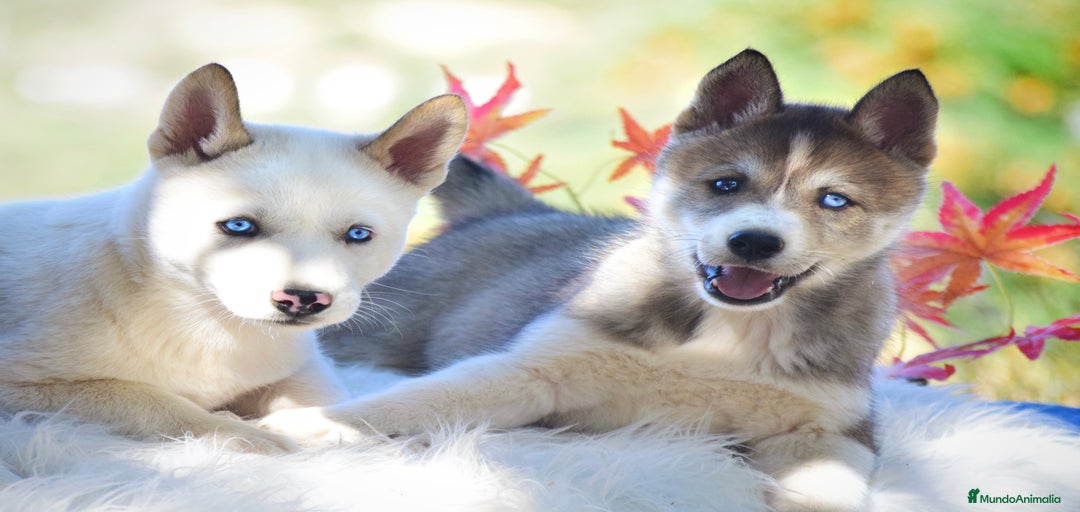 Imagen de galería {{count}}