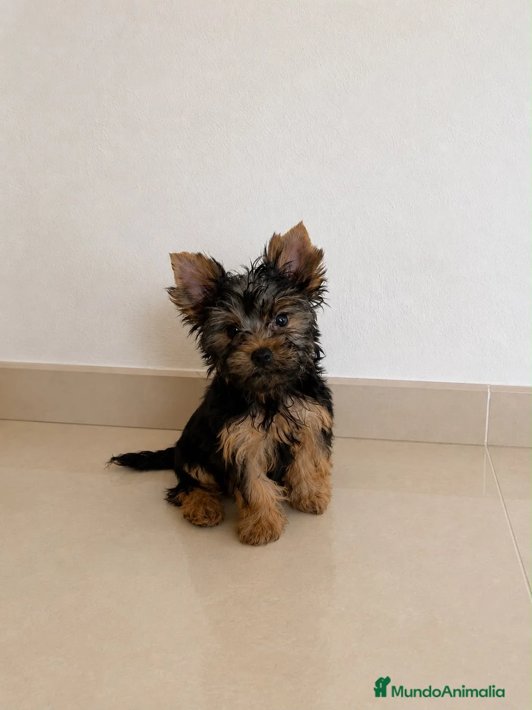 Yorkshire Terrier perros en venta: 🐾 Machito de Yorkshire Terrier 🐾 - Anuncio 2