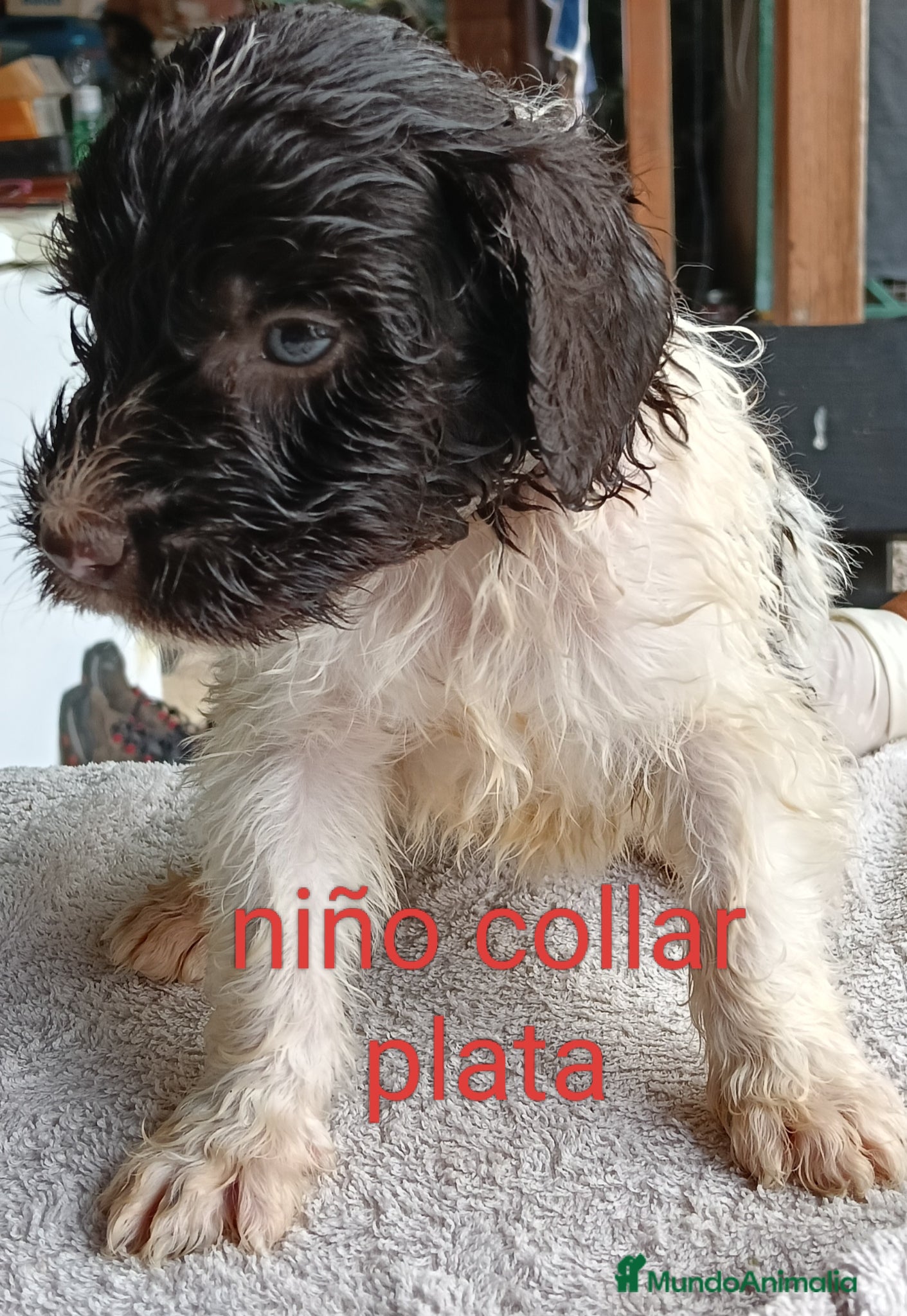 Labradoodle perros en venta: Labradoodles - Anuncio 4
