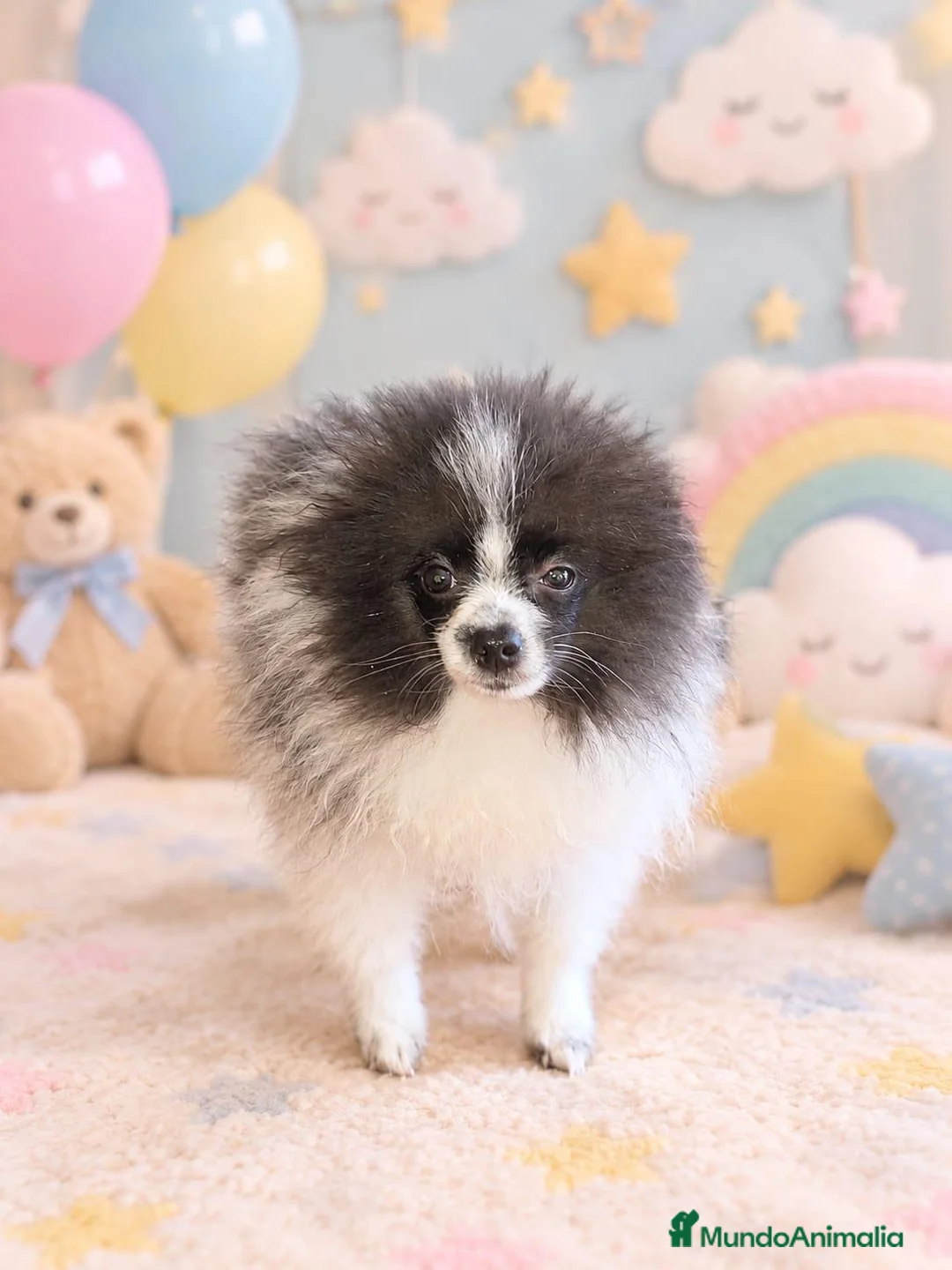 Pomerania perros en venta: Pomerania  - Anuncio 2