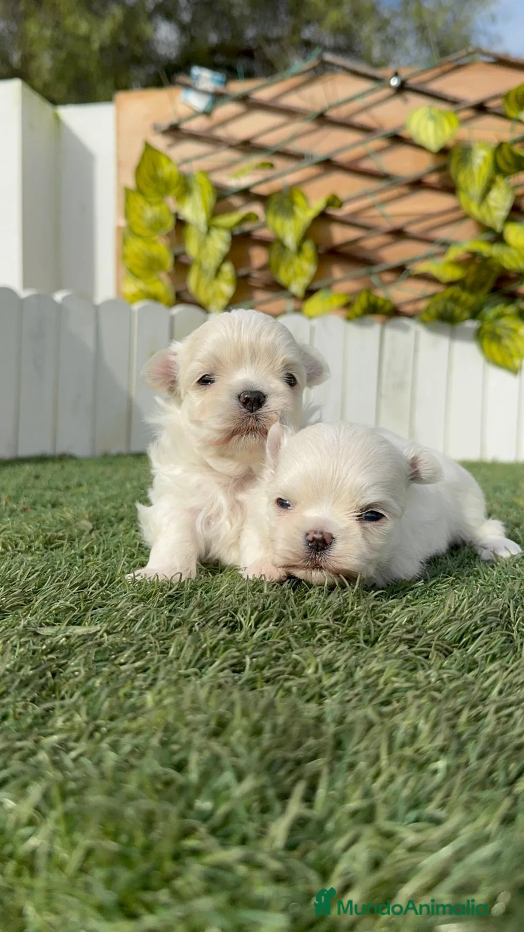 Bichón Maltés perros en venta: BICHON MALTES 100% TIPO COREANO - Anuncio 13