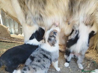 Border Collie perros - Anuncio 1
