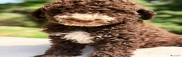 Perro de Agua Español perros en venta: Perro de agua chocolate  - Anuncio 8