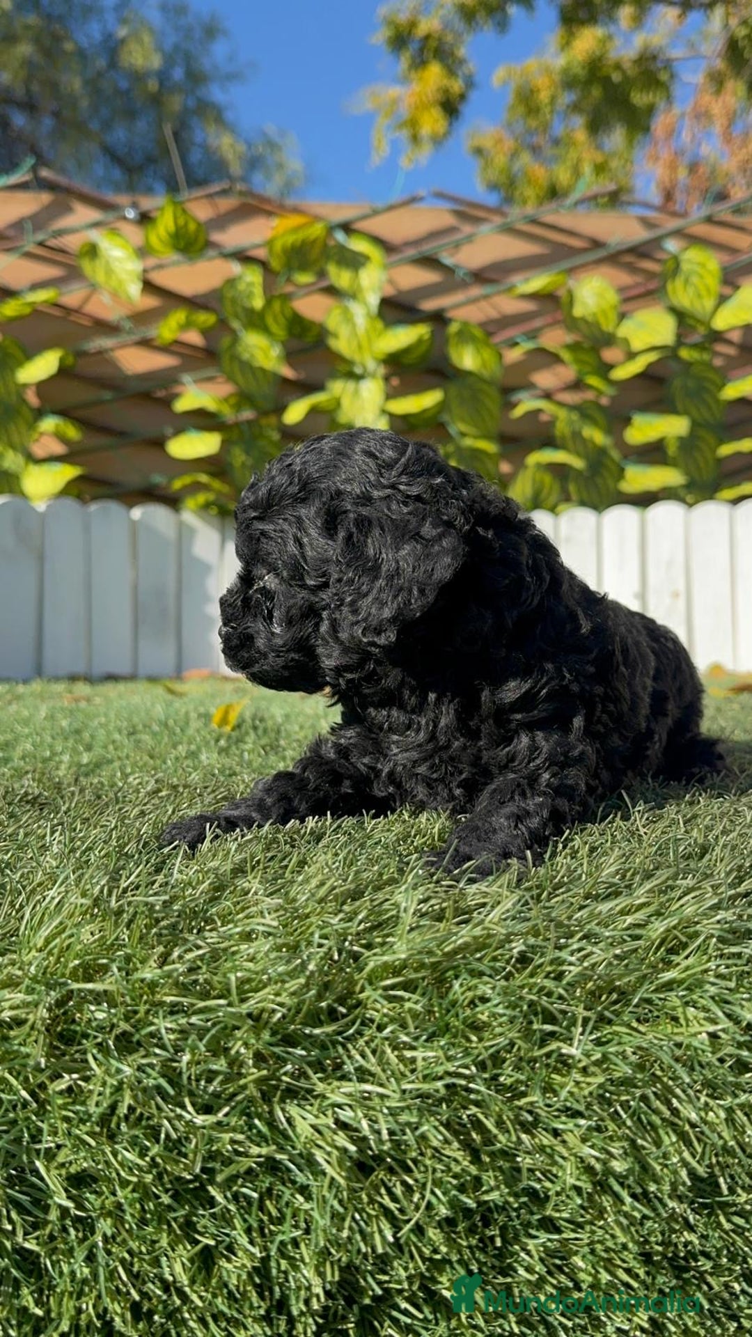 Caniche Toy perros en venta: CANICHE TOY  - Anuncio 11