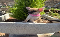 Chihuahua perros en venta: Chihuahua Hembra Disponible  - Imagen 7