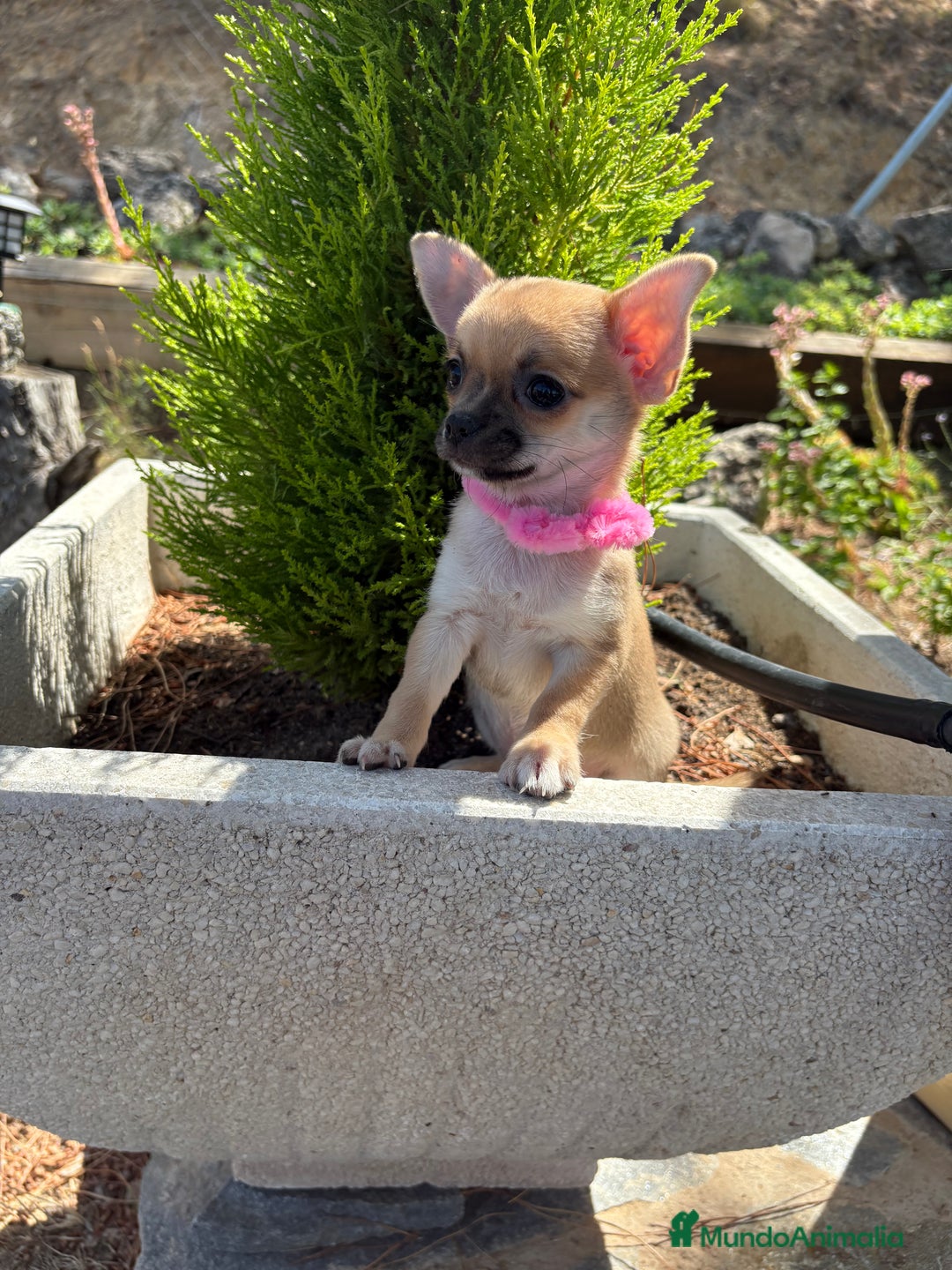 Chihuahua perros en venta: Chihuahua Hembra Disponible  - Imagen 7