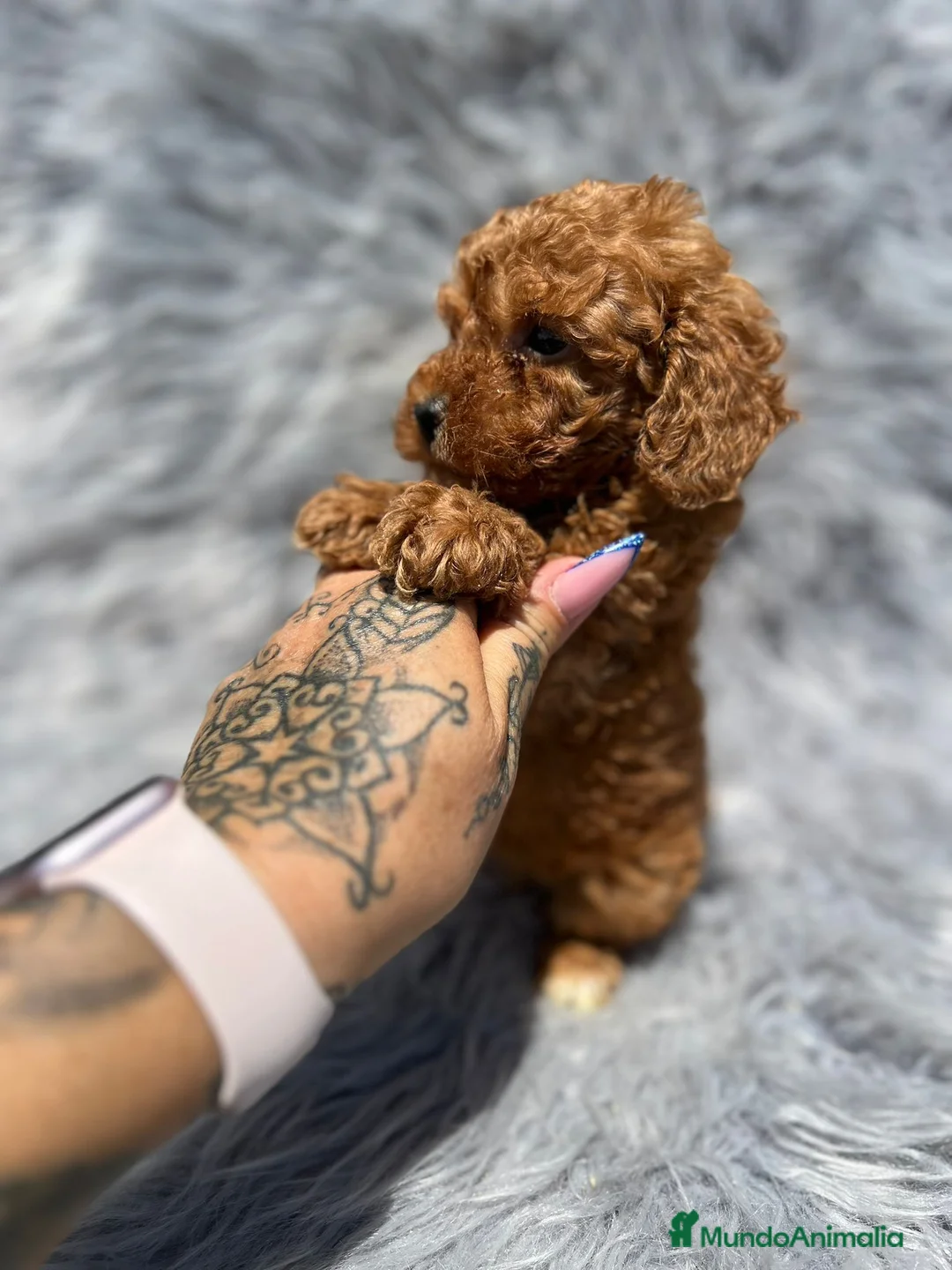 Caniche Toy perros en venta: Caniche - Anuncio 10