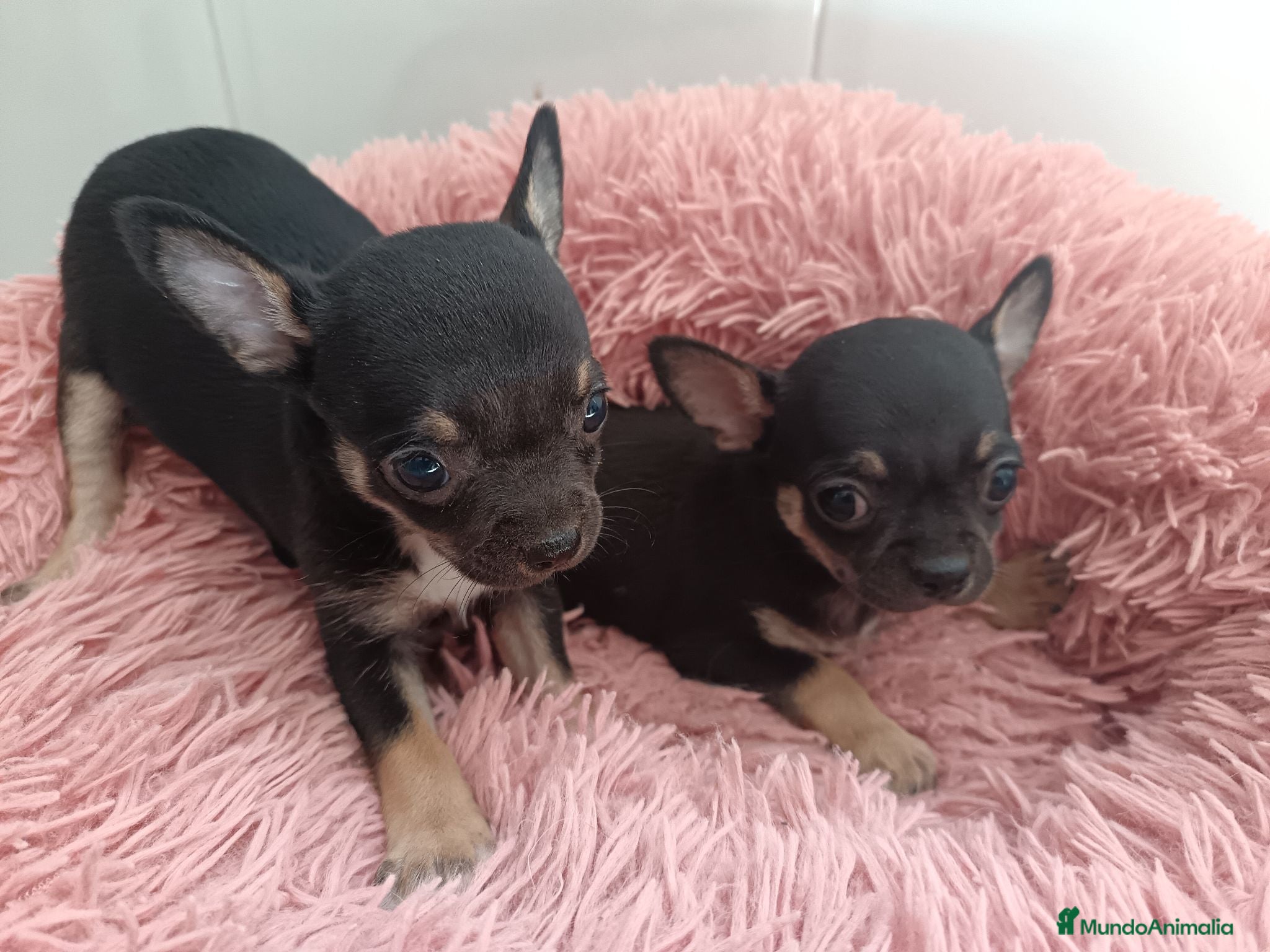 Chihuahua perros Chihuahuas macho y hembra  - Anuncio 1