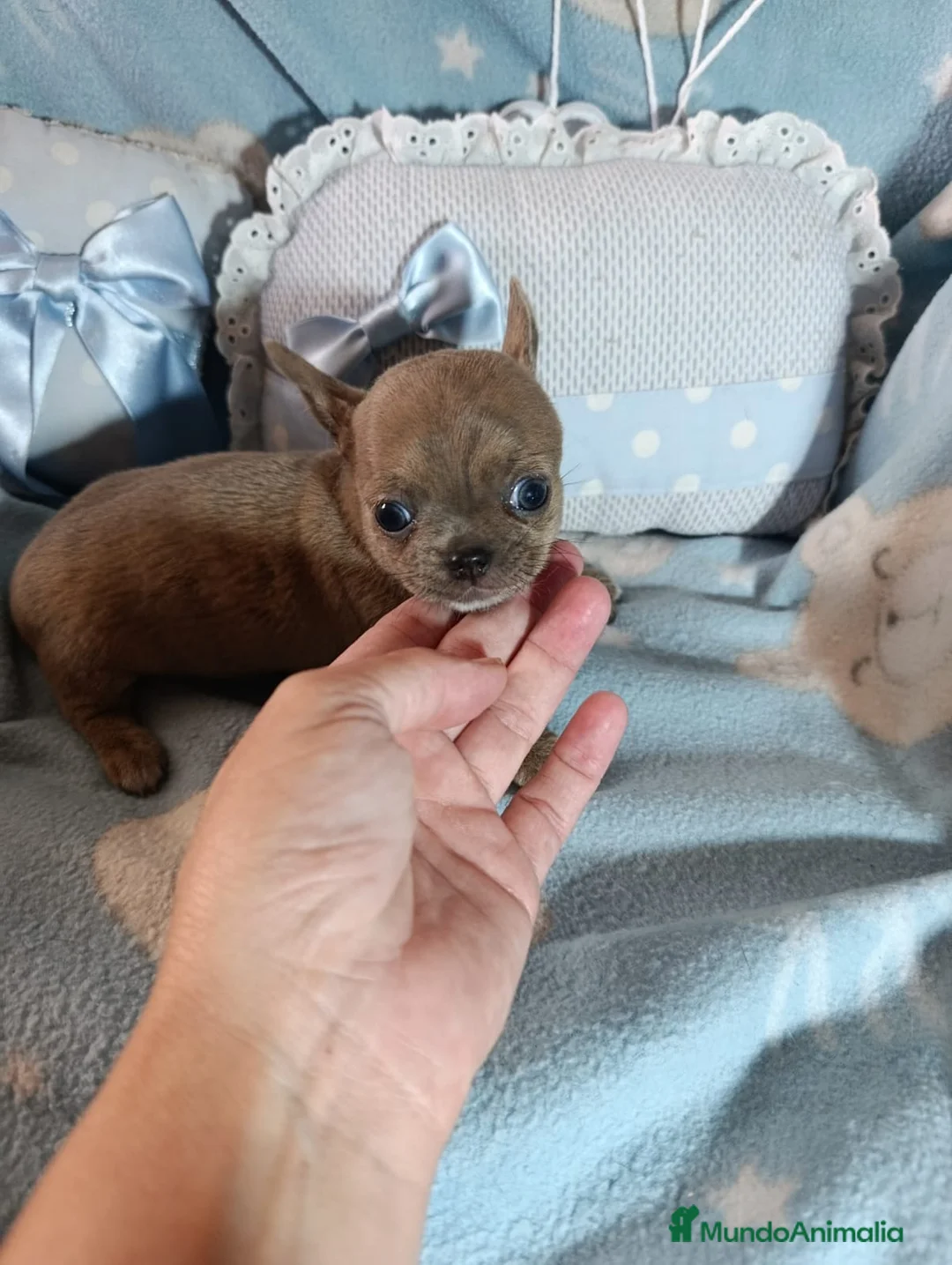 Chihuahua perros en venta: Chihuahua toy Isabella  - Anuncio 1