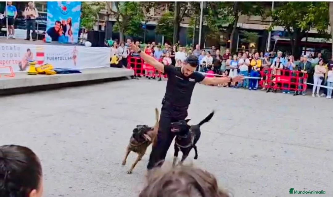 Pastor Belga Malinois perros en venta: Malinois línea de trabajo . en Madrid - Anuncio 7
